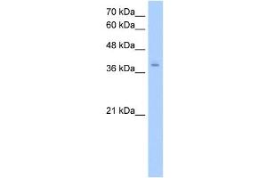 PCBP2 antibody used at 2. (PCBP2 antibody)