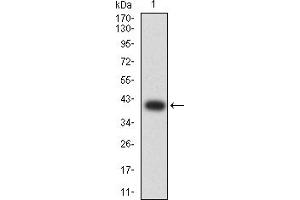 Western blot analysis using GLRA1 mAb against human GLRA1 (AA: extra 29-154) recombinant protein.