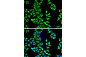 Immunofluorescence (IF) image for anti-Amyloid P Component, Serum (APCS) (AA 1-223) antibody (ABIN3022714) (APCS antibody  (AA 1-223))