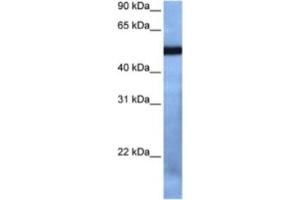 Western Blotting (WB) image for anti-T-Box 19 (TBX19) antibody (ABIN2460437)