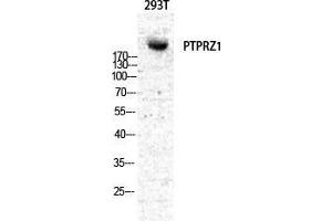 Western Blot (WB) analysis of specific cells using PTPzeta Polyclonal Antibody. (PTPRZ1 antibody  (N-Term))