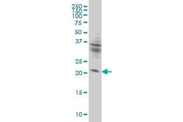 KIF26A antibody  (AA 1-203)