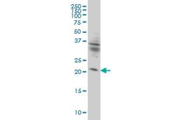 KIF26A anticorps  (AA 1-203)
