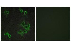 Immunofluorescence (IF) image for anti-Chemokine (C-C Motif) Receptor-Like 1 (CCRL1) (N-Term) antibody (ABIN1852826) (CCRL1 antibody  (N-Term))
