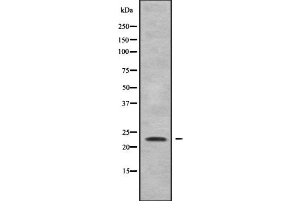 RHOG antibody  (Internal Region)