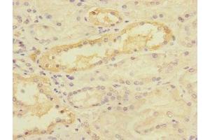 Immunohistochemistry of paraffin-embedded human kidney tissue using ABIN7159906 at dilution of 1:100 (TIMM5 (AA 87-353) antibody)