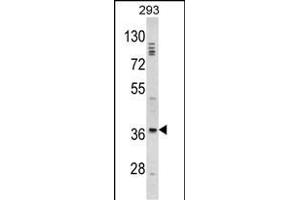 Western blot analysis of DLX2 Antibody (Center) (ABIN390871 and ABIN2841087) in 293 cell line lysates (35 μg/lane). (DLX2 antibody  (AA 194-222))