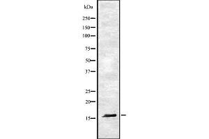 Western blot analysis of RAMP1 using HuvEc whole cell lysates (RAMP1 antibody  (Internal Region))