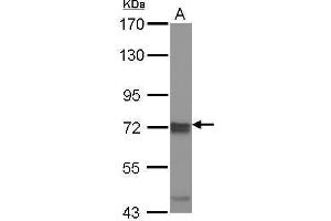 WB Image Sample (30 ug of whole cell lysate) A: 293T 7. (IKKi/IKKe antibody)