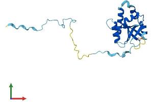 AlphaFold protein structure predicition of Human Recombinant FCF1 Protein, UniprotID Q9Y324