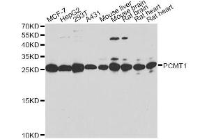 Western blot analysis of extracts of various cell lines, using PCMT1 antibody. (PCMT1 antibody)
