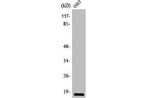 Western Blot analysis of COS7 cells using TGFα Polyclonal Antibody (TGFA antibody  (C-Term))