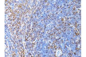 Immunohistochemistry of paraffin-embedded mouse liver using β-actin antibody.