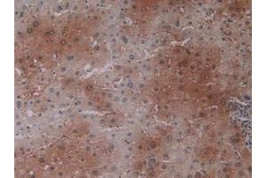 IHC-P analysis of Human Liver Tissue, with DAB staining. (PEBP1 antibody  (AA 2-187))