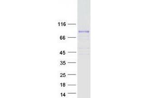 Validation with Western Blot (MAMLD1 Protein (Myc-DYKDDDDK Tag))