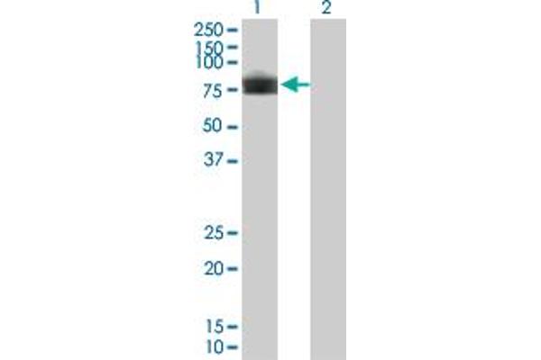 PLXDC1 antibody  (AA 313-421)