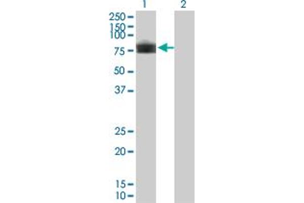 PLXDC1 anticorps  (AA 313-421)