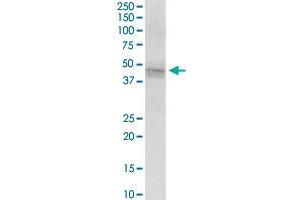 Western Blotting (WB) image for anti-Keratin 18 (KRT18) (AA 1-430) antibody (ABIN517403)