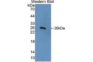 Western Blotting (WB) image for anti-Apolipoprotein B (APOB) antibody (FITC) (ABIN1862186)