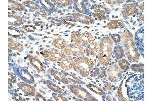 WDR4 antibody was used for immunohistochemistry at a concentration of 4-8 ug/ml to stain Epithelial cells of renal tubule (arrows) in Human Kidney. (WDR4 antibody  (C-Term))