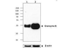 Western Blotting (WB) image for anti-Granzyme B (GZMB) antibody (ABIN2665015) (GZMB antibody)