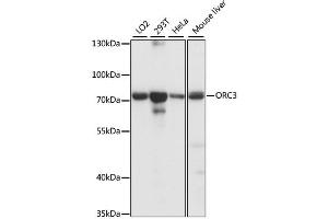 Western blot analysis of extracts of various cell lines, using ORC3 antibody (ABIN6293428) at 1:1000 dilution.