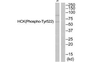Western blot analysis of extracts from JurKat cells using HCK (Phospho-Tyr522) Antibody. (HCK antibody  (pTyr521))