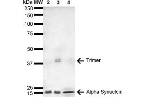 Western Blot analysis of Human, Mouse, Rat Brain showing detection of 14 kDa Alpha Synuclein protein using Mouse Anti-Alpha Synuclein Monoclonal Antibody, Clone 4F1 (ABIN5564109). (SNCA antibody  (Atto 488))