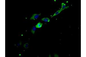 Immunofluorescence staining of Hela cells with ABIN7158226 at 1:200, counter-stained with DAPI.