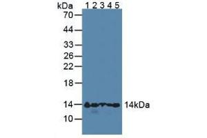 Figure. (HBA1 antibody  (AA 1-142))