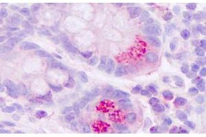 Anti-MLNR / Motilin Receptor antibody IHC staining of human small intestine, paneth cells. (Motilin Receptor antibody  (Internal Region))