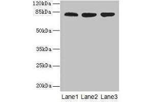 ACAP1 antibody  (AA 1-266)