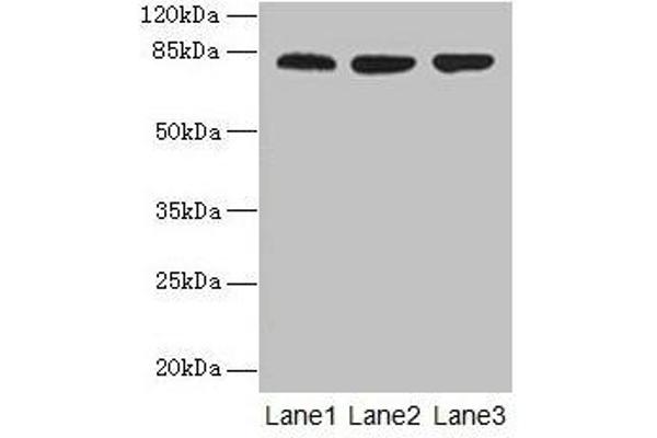 ACAP1 antibody  (AA 1-266)