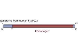 Image no. 3 for anti-SMAD, Mothers Against DPP Homolog 2 (SMAD2) (AA 27-172) antibody (ABIN968106) (SMAD2 antibody  (AA 27-172))