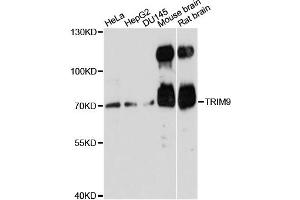 Western blot analysis of extracts of various cell lines, using TRIM9 antibody. (TRIM9 antibody)
