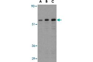 Western blot analysis of MAP3K7IP1 in NIH/3T3 cell lysate with MAP3K7IP1 polyclonal antibody  at (A) 0. (TAB1 antibody  (Internal Region))