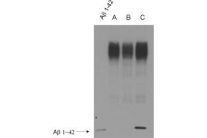 WB detection (ECL) of Abeta peptides (dilution 1 : 500). (Abeta 38/40/42 (AA 1-16), (AA 4-8) antibody)