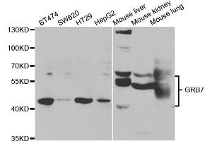 Western blot analysis of extracts of various cell lines, using GRB7 antibody (ABIN5973327) at 1/1000 dilution. (GRB7 antibody)