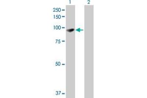 Western Blot analysis of EPB41L1 expression in transfected 293T cell line by EPB41L1 MaxPab polyclonal antibody. (EPB41L1 antibody  (AA 1-779))