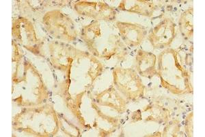 Immunohistochemistry of paraffin-embedded human kidney tissue using ABIN7166144 at dilution of 1:100 (SPIRE2 antibody  (AA 79-388))
