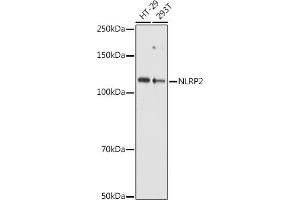 Western blot analysis of extracts of various cell lines, using NLRP2 antibody (ABIN7268939) at 1:1000 dilution. (NLRP2 antibody  (AA 1-220))