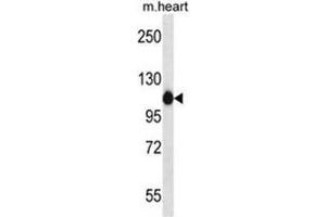 ACTN2 Antibody (C-term) western blot analysis in mouse heart tissue lysates (35µg/lane). (ACTN2 antibody  (C-Term))