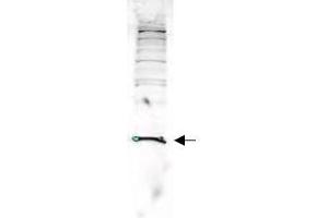 Image no. 1 for anti-Parkinson Protein 7 (PARK7) (AA 177-189) antibody (ABIN401278) (PARK7/DJ1 antibody  (AA 177-189))