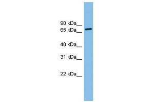 ODF2 antibody used at 1 ug/ml to detect target protein. (ODF2 antibody  (N-Term))