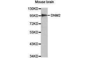 Western Blotting (WB) image for anti-Dynamin 2 (DNM2) antibody (ABIN1872320)