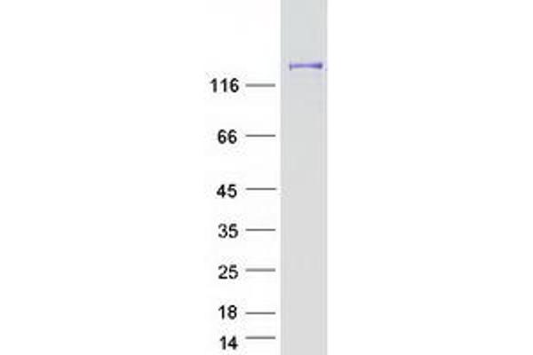DHX29 Protein (Myc-DYKDDDDK Tag)