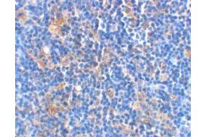 Immunohistochemical staining of rat thymus using AP30114PU-N Bad antibody at 2 μg/ml. (BAD antibody)