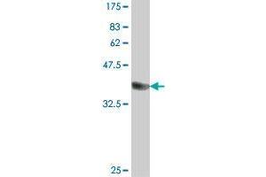 Western Blot detection against Immunogen (36. (POMT2 antibody  (AA 483-580))