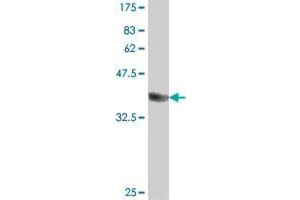 POMT2 antibody  (AA 483-580)