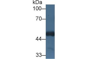 Western Blot; Sample: Mouse Cerebrum lysate; Primary Ab: 1µg/ml Rabbit Anti-Human HCFC1 Antibody Second Ab: 0.